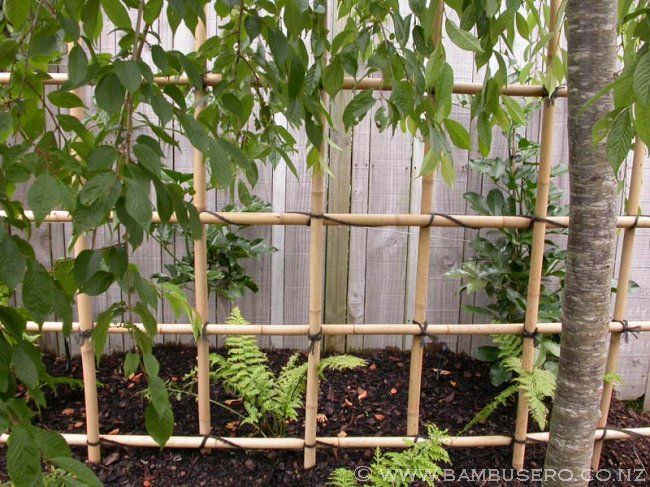 Fencing and Trellis